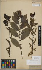 Foto von Salix myrsinifolia Salisb.
